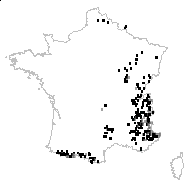 Rumex madonae Gand. - carte des observations