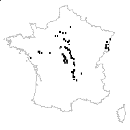 Rumex thyrsiflorus Fingerh. subsp. thyrsiflorus - carte des observations