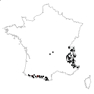 Soldanella alpina L. - carte des observations