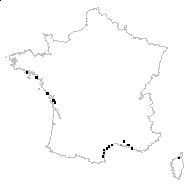 Chenopodium fruticosum L. - carte des observations