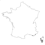 Teucrium marum L. - carte des observations