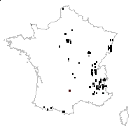 Veronica spicata var. barrelieri (Roem. & Schult.) Rchb. - carte des observations