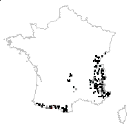 Arabis alpina var. corsica Rouy & Foucaud - carte des observations
