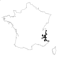 Senecio leucophyllus subsp. incanus (L.) Bonnier & Layens - carte des observations