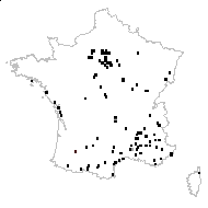 Torilis arvensis (Huds.) Link subsp. arvensis - carte des observations