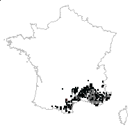 Ononis columnae subsp. minutissima (L.) Bonnier & Layens - carte des observations