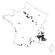 Ononis natrix var. arachnoidea (Lapeyr.) Cariot & St.-Lag. - carte des observations