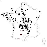 Ornithopodium minus Bubani - carte des observations