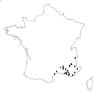 Carduus nigrescens var. virgatus (Rouy) Arènes - carte des observations