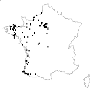 Ulex europaeus L. subsp. europaeus var. europaeus - carte des observations