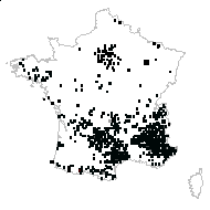 Festuca sp. - carte des observations