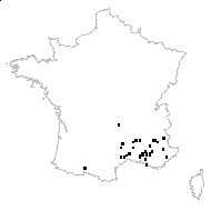 Caucalis daucoides subsp. leptophylla (L.) Bonnier & Layens - carte des observations