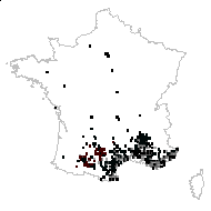 Spartianthus junceus (L.) Link - carte des observations