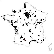 Trifolium fragiferum L. - carte des observations