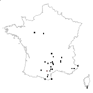 Trifolium incarnatum subsp. molinerii (Balb. ex Hornem.) Ces. - carte des observations