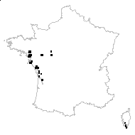 Trifolium michelianum Savi - carte des observations