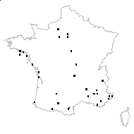 Salvia verbenaca L. subsp. verbenaca - carte des observations