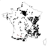 Trifolium borystenicum Gruner - carte des observations