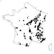 Trifolium rubens L. - carte des observations