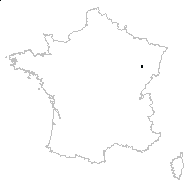 Fragaria chiloensis (L.) Duchesne ex Weston - carte des observations