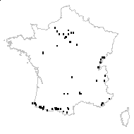 Polystichum setiferum (Forssk.) T.Moore ex Woyn. var. setiferum - carte des observations