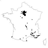 Viola odorata L. subsp. odorata var. odorata f. odorata  - carte des observations