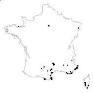 Vicia disperma DC. - carte des observations