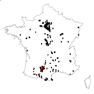 Vicia leiocarpa Moris - carte des observations