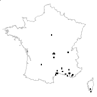 Vicia narbonensis L. - carte des observations