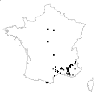 Vicia pannonica var. purpurascens (DC.) Ser. - carte des observations