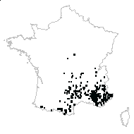 Dianthus sp. - carte des observations