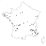 Cotoneaster sp. - carte des observations