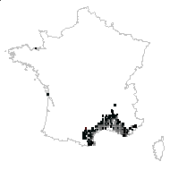 Quercus coccifera L. - carte des observations