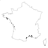 Blackstonia imperfoliata (L.f.) Samp. - carte des observations