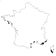 Centaurium maritimum (L.) Fritsch - carte des observations
