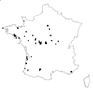 Exacum pusillum (Lam.) DC. - carte des observations