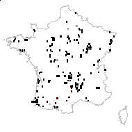 Pneumonanthe angustifolia Delarbre - carte des observations