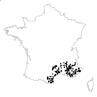 Aristolochia polyrrhiza Bubani - carte des observations