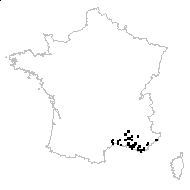 Geranium romanum Burm.f. - carte des observations