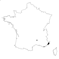 Aristolochia sempervirens L. - carte des observations