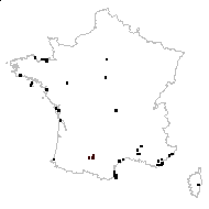 Erodium moschatum (L.) L'Hér. - carte des observations
