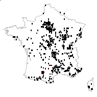 Geranium gracile Schenk - carte des observations