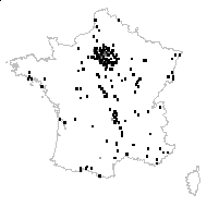 Geranium pusillum L. - carte des observations