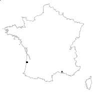 Salicornia sp. - carte des observations