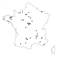 Calystegia sp. - carte des observations