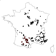 Globularia bisnagarica L. - carte des observations