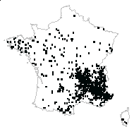 Galium sp. - carte des observations