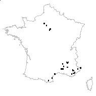 Hypericum veronense Schrank - carte des observations