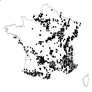 Vincetoxicum hirundinaria Medik. subsp. hirundinaria - carte des observations