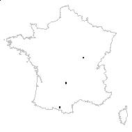 Chrysanthemum sp. - carte des observations